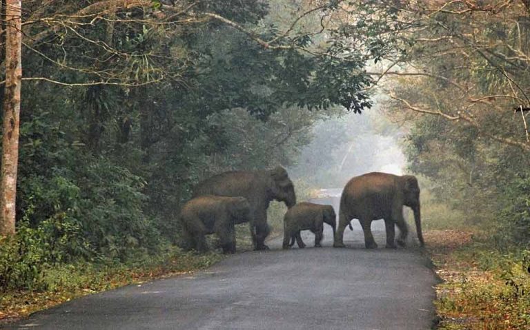 Dooars – 6 Nights/ 7 Days Tour Package